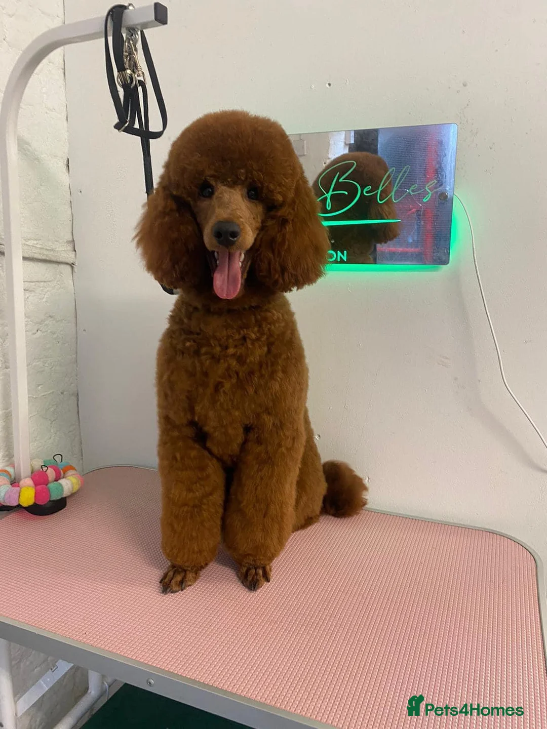 Miniature Poodle dogs for stud: Miniature Poodle Stud in Stansted - Advert 1