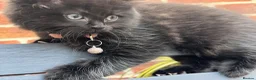 Ragdoll cats for sale: 2 beautiful ragdolls ready for their forever home - Advert 19