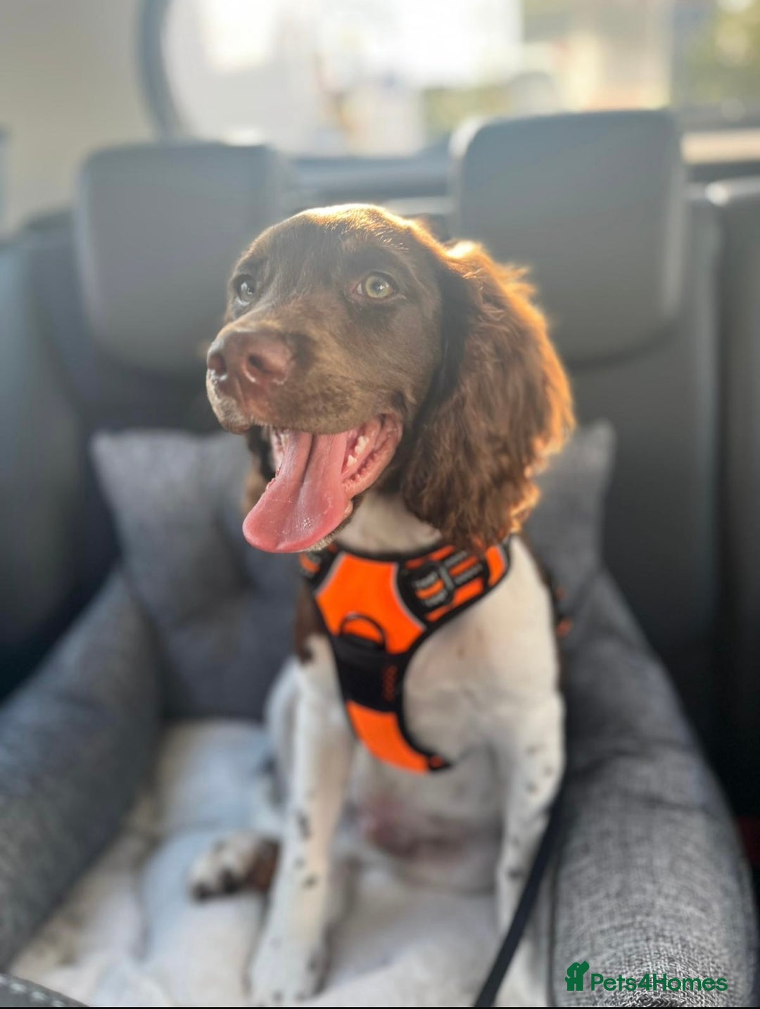English Springer Spaniel dogs for sale: Reggie the 6 month springer spaniel  - Image 1