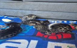 Savannah cats for sale: Savannah kittens ready to leave 24th October  - Image 4