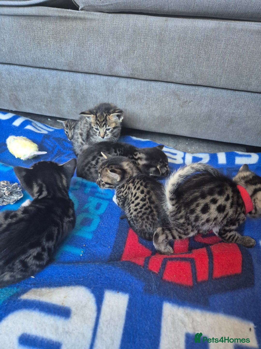Savannah cats for sale: Savannah kittens ready to leave 24th October  - Image 4