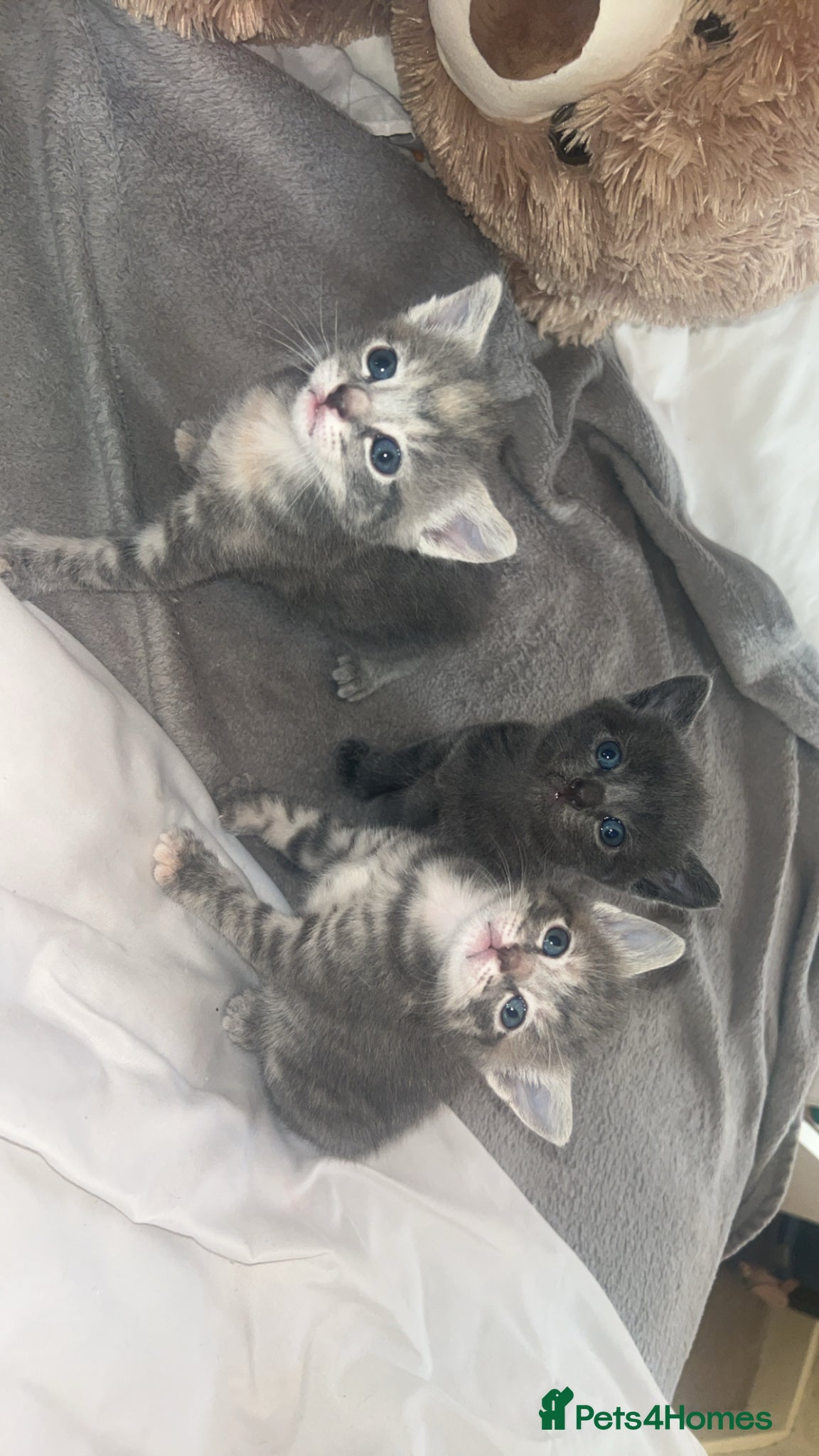 American Shorthair cats 3 adorable kittens for sale🐱 - Advert 1