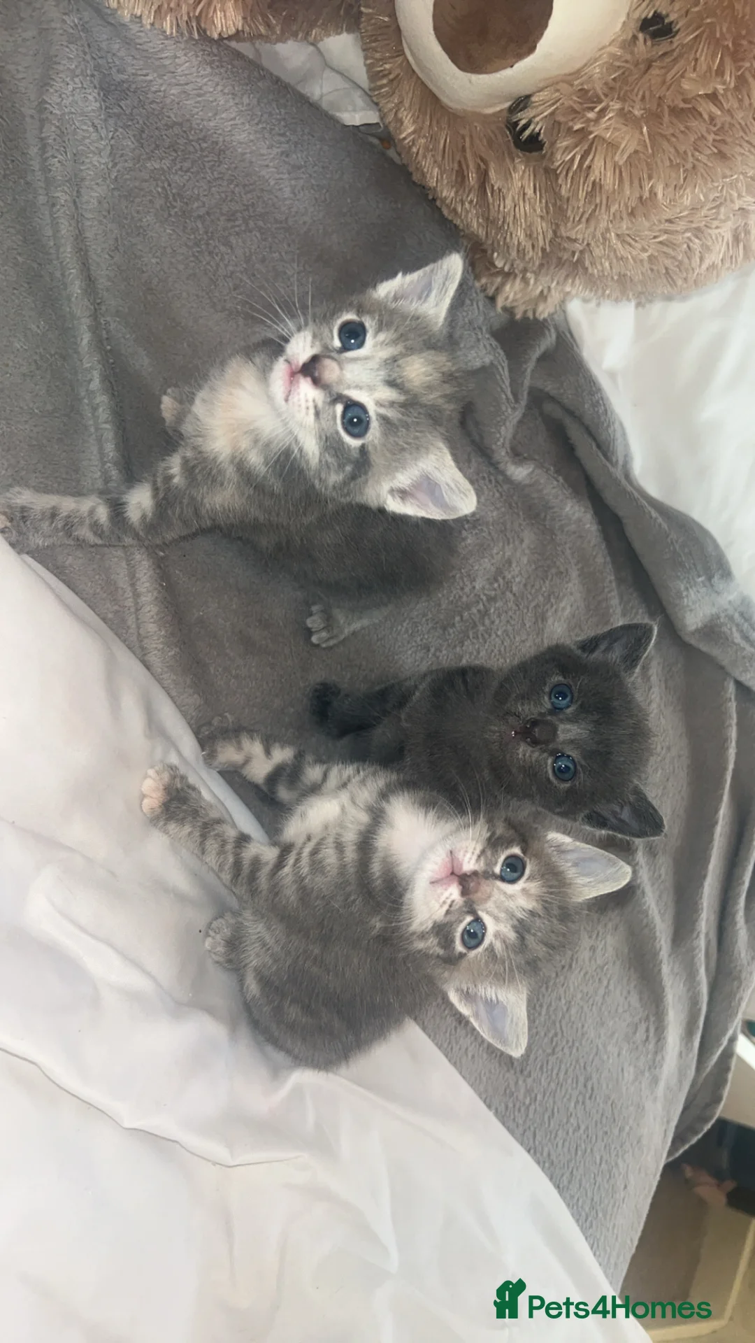 American Shorthair cats for sale: 3 adorable kittens for sale🐱 - Advert 1