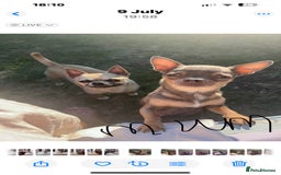Chihuahua dogs for sale: READY one boy left  (lilac) chihuahua pup left💜🐾 - Image 6