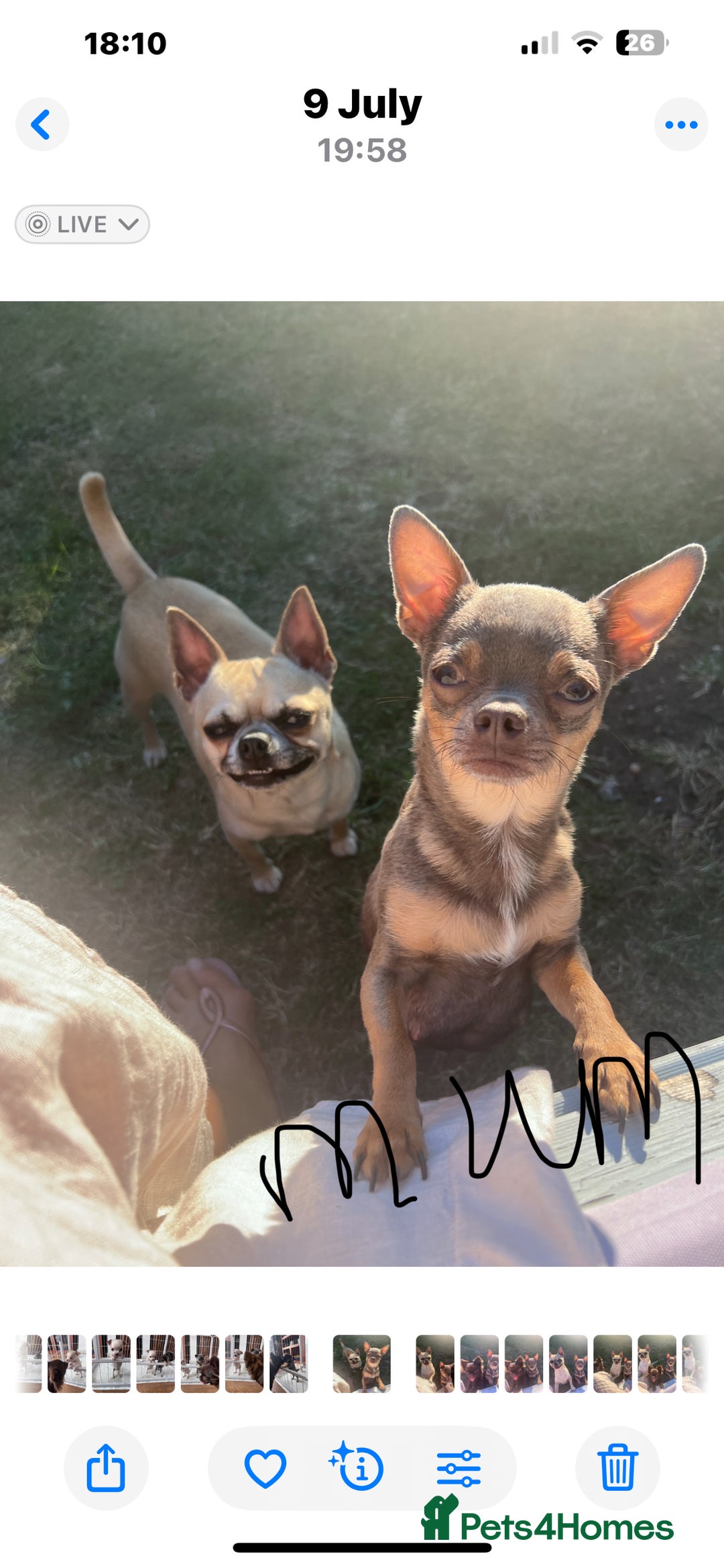 Chihuahua dogs for sale: READY one boy left  (lilac) chihuahua pup left💜🐾 - Image 6