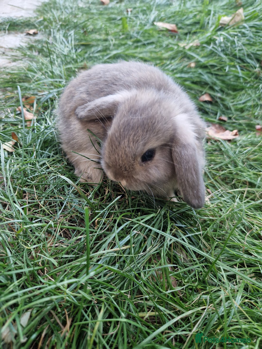 Mini Lop rabbits for sale: Lop Rabbit Girls - Image 5