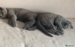 British Shorthair cats for sale: Chunky British Shorthair Kittens - Image 4