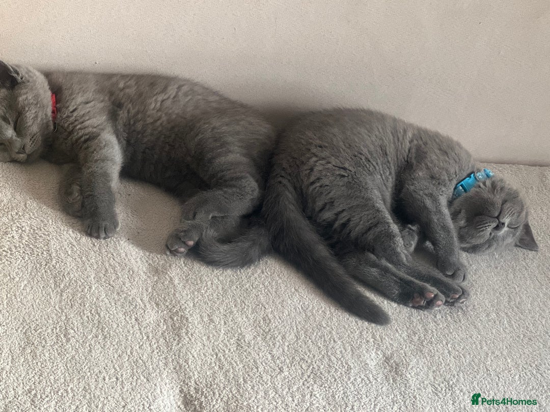 British Shorthair cats for sale: Chunky British Shorthair Kittens - Image 4