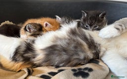 Maine Coon cats for sale: 5 beautiful kittens  - Image 14