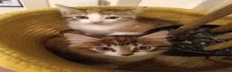 Mixed Breed cats for sale: 2 female kittens for sale - Advert 16