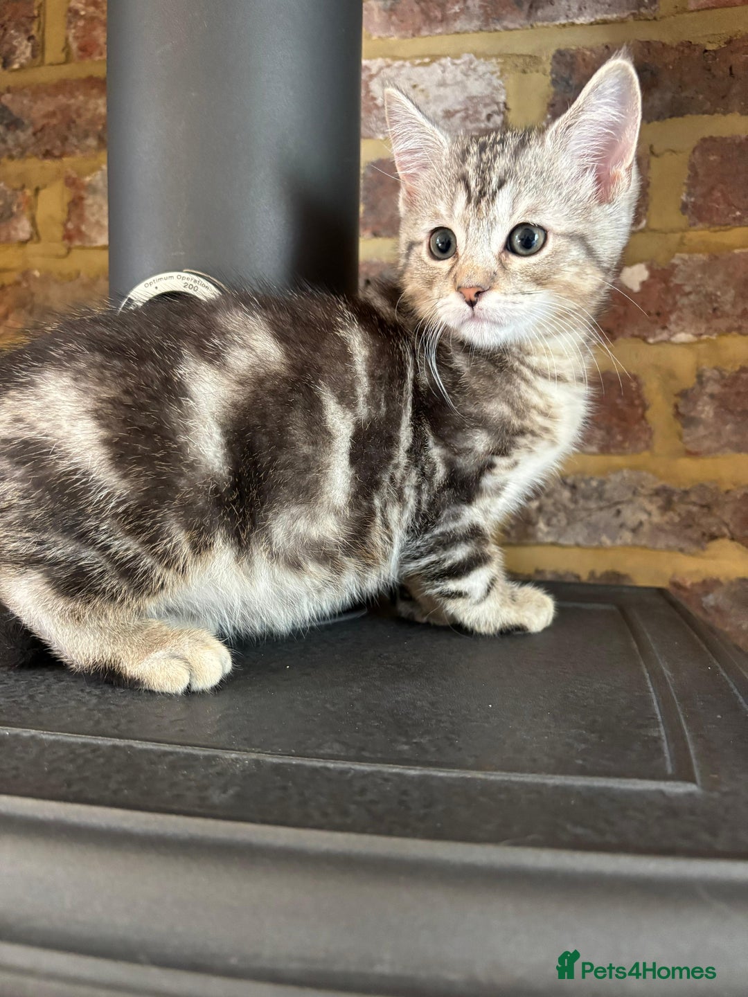 Persian cats for sale: Persian chinchilla mix of 3 boys left in St Albans - Image 10