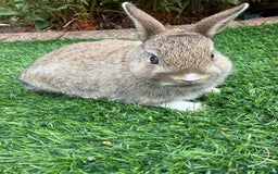 Netherland Dwarf rabbits for sale: Pure Netherland Dwarf  - Image 2