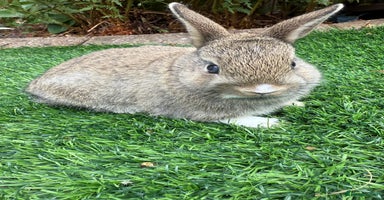 Netherland Dwarf rabbits - Advert 11