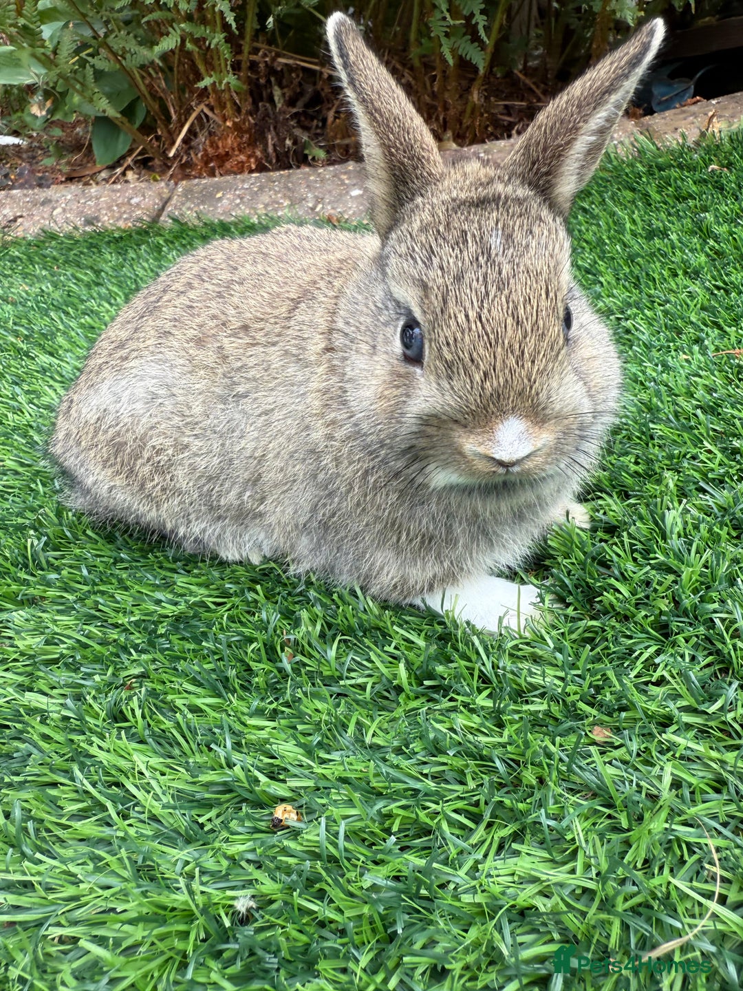 Netherland Dwarf rabbits for sale: Pure Netherland Dwarf  - Image 2