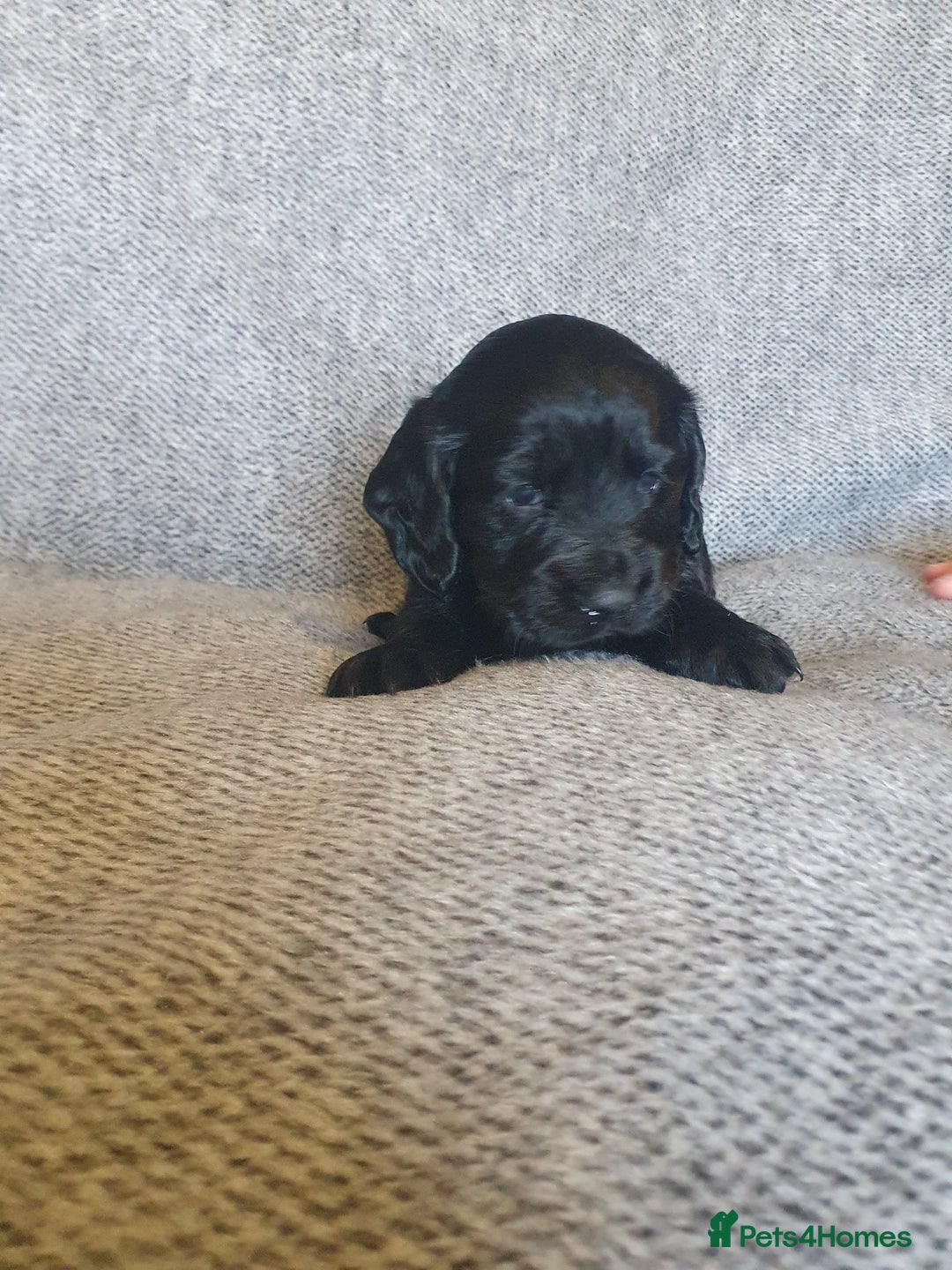 Cocker Spaniel dogs for sale: KC Registered Working Cocker Spaniel  - Advert 10