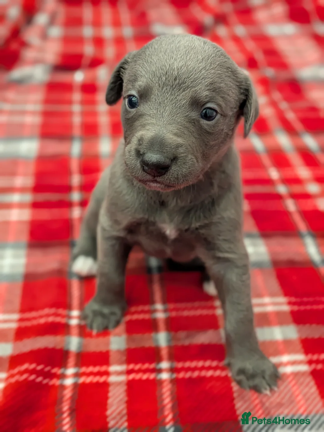 Whippet dogs for sale: Litter of 3 beautiful KC Whippets, Sheffield  - Advert 17