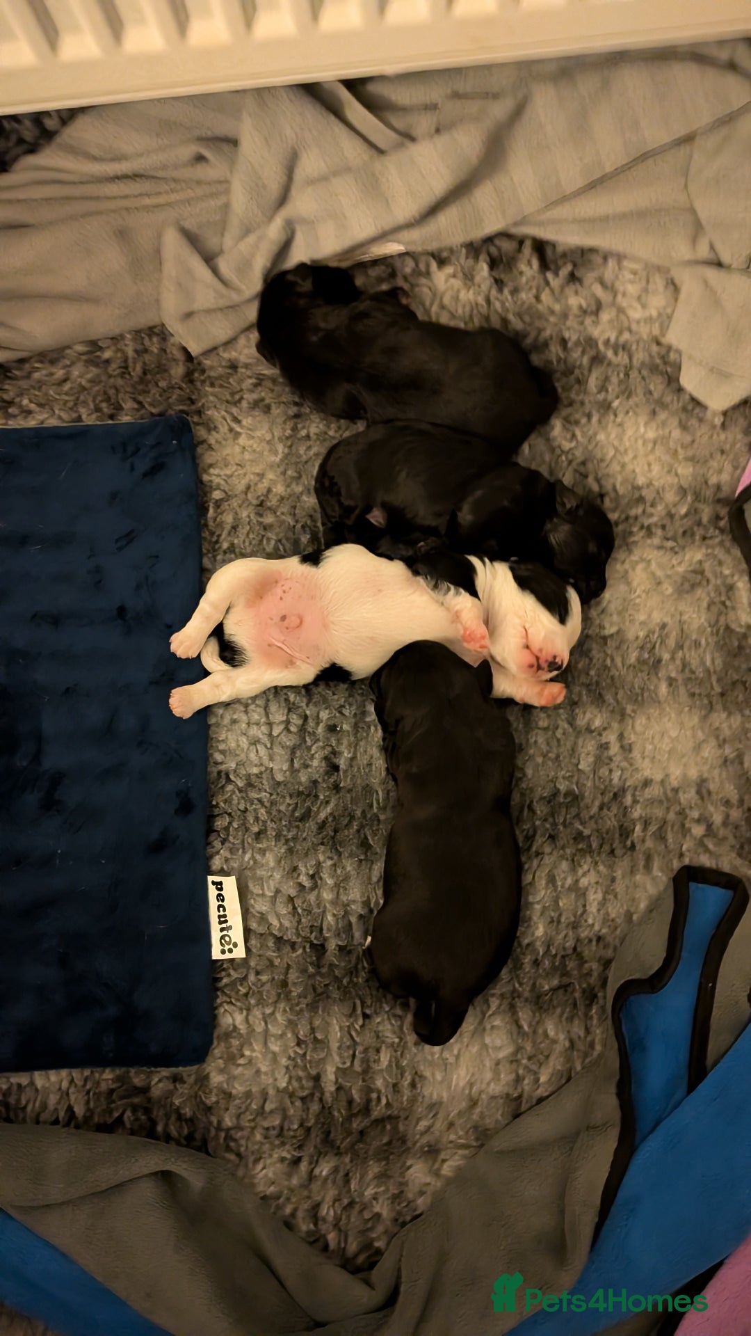 Mixed Breed dogs for sale: Puppies: Cocker Spaniel/Jack Russell  - Advert 9