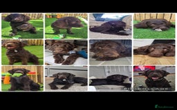 Labradoodle dogs for sale: charlie  - Image 8