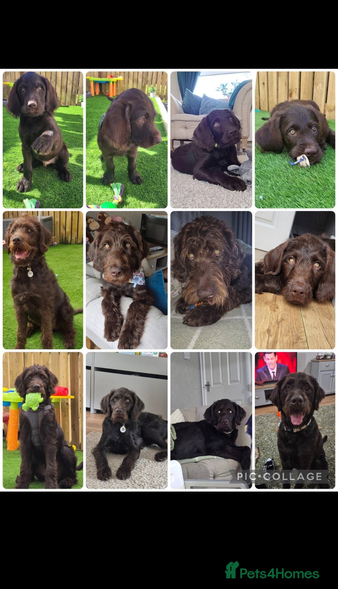 Labradoodle dogs for sale: charlie  - Image 8