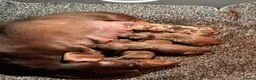 Dachshund dogs for sale: Miniature Dachshunds Puppys  - Advert 7