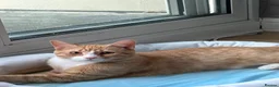 Domestic Shorthair cats for sale: 7-Month-Old Loving & Playful Male Kitten  - Advert 8