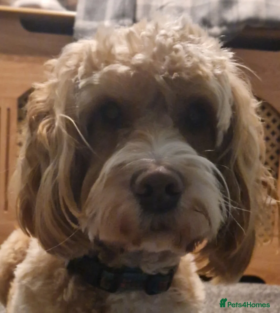 Cockapoo dogs for stud: Proven F1 cockerpoo for Stud in Sutton-in-Ashfield - Advert 4