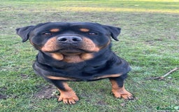 Rottweiler dogs for stud: Rottweiler Stud  in Dunstable - Image 2