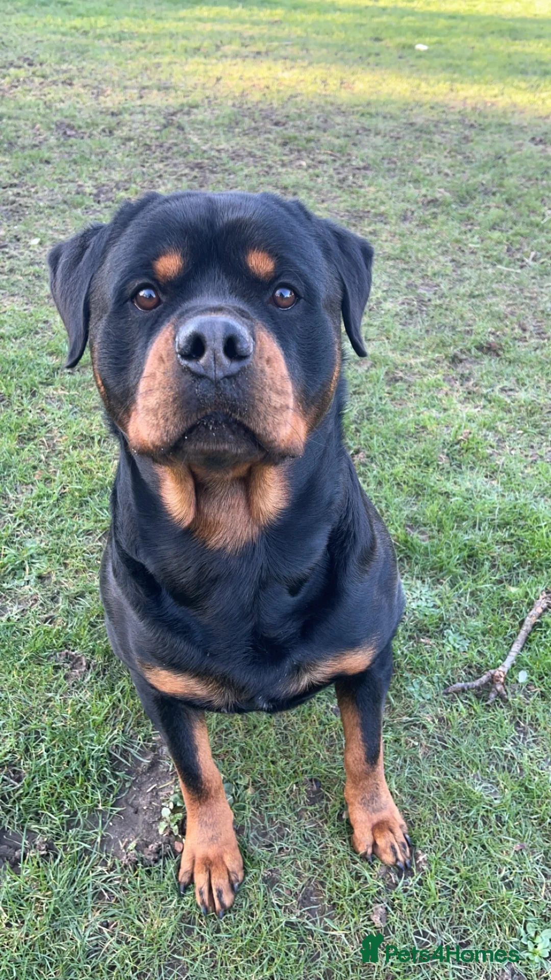 Rottweiler dogs for stud: Rottweiler Stud  in Dunstable - Advert 2