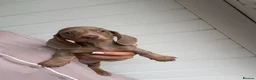 Miniature Dachshund dogs for sale: Miniature Dachshund puppies  - Advert 5