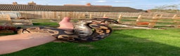 Python Snake reptiles for sale: Female Royal Python - Advert 1