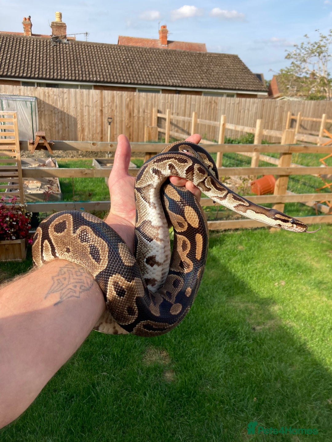 Python Snake reptiles for sale: Female Royal Python - Advert 1