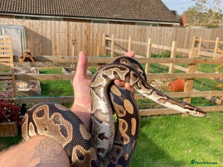 Python Snake reptiles Female Royal Python - Advert 1