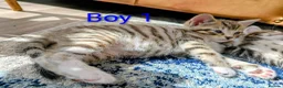 Mixed Breed cats for sale: Gorgeous Tabby Kittens for sale Ready June 17 - Advert 17