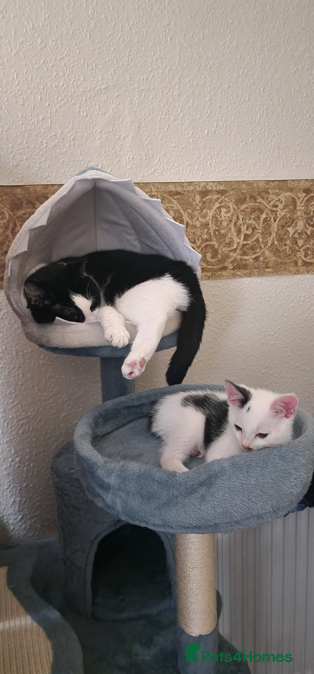 Mixed Breed cats for sale: !!! On hold!!! Cute male kitten. - Advert 2