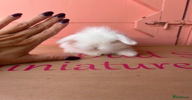 Mini Lop rabbits - Advert 2