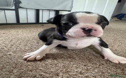 Boston Terrier dogs for sale: Beautiful Boston Terrier Puppies for Loving Homes - Image 6