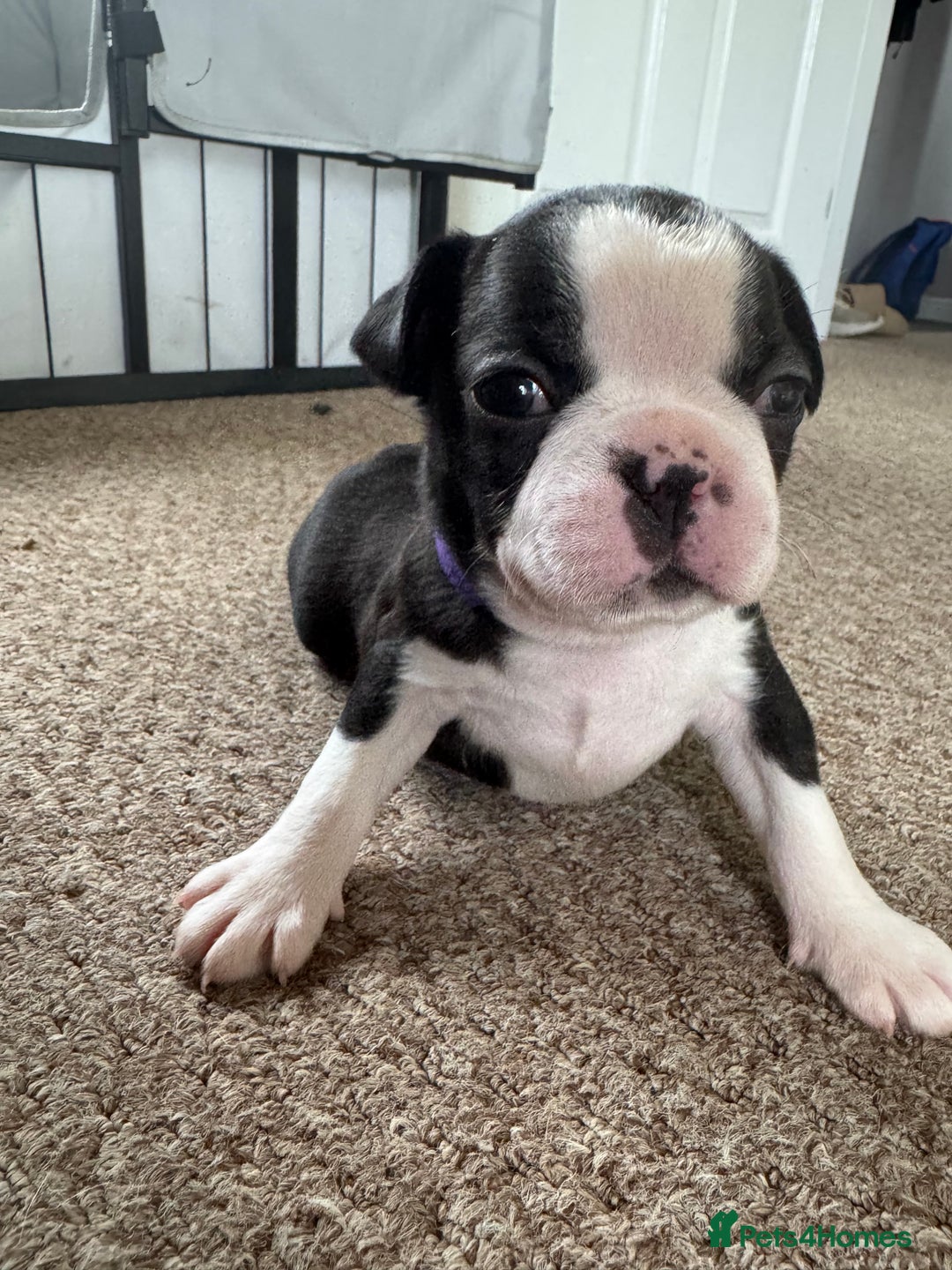 Boston Terrier dogs for sale: Beautiful Boston Terrier Puppies for Loving Homes - Image 6
