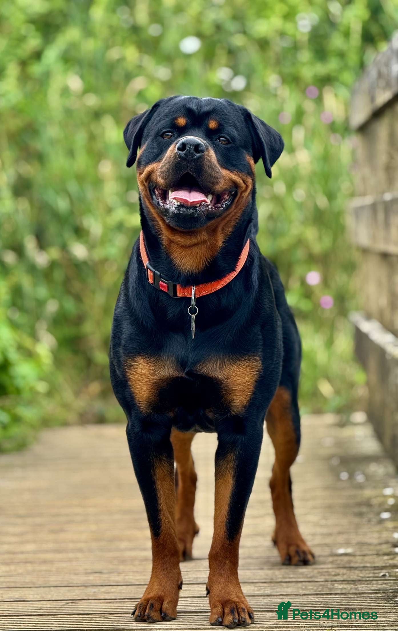 Rottweiler dogs Male for stud - Advert 11