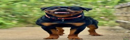 Rottweiler dogs for stud: Male for stud - Advert 1