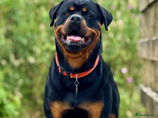 Rottweiler dogs - Advert 1