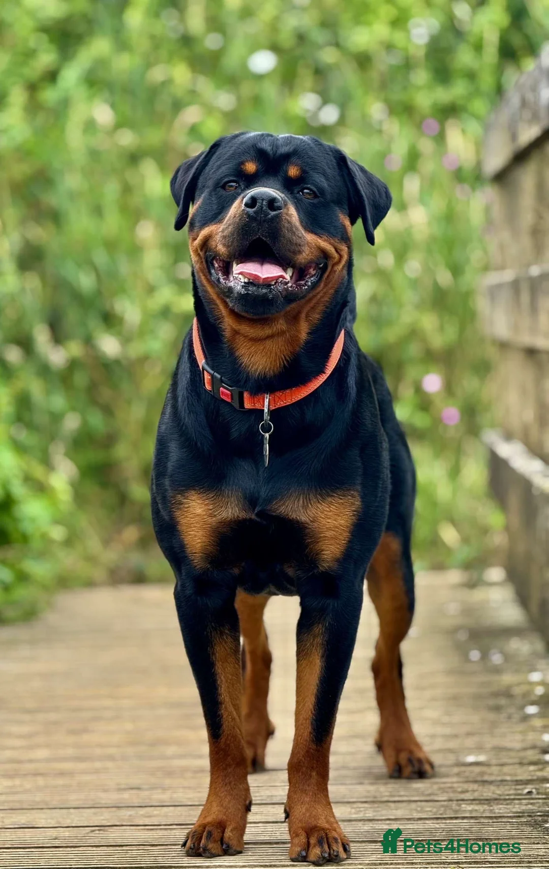 Rottweiler dogs for stud: Health tested KC champion bloodline stud - Advert 1