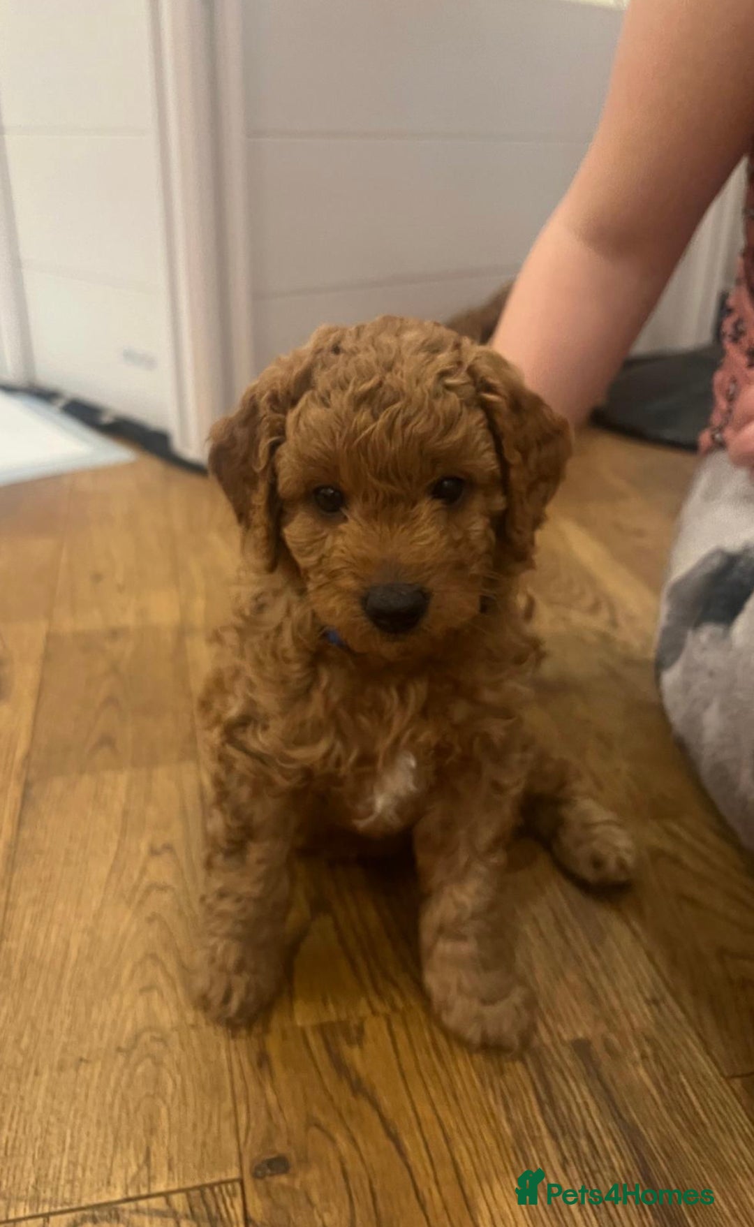 Cavapoo dogs for sale: Absolutely stunning Cavapoo Puppies for sale. - Image 9