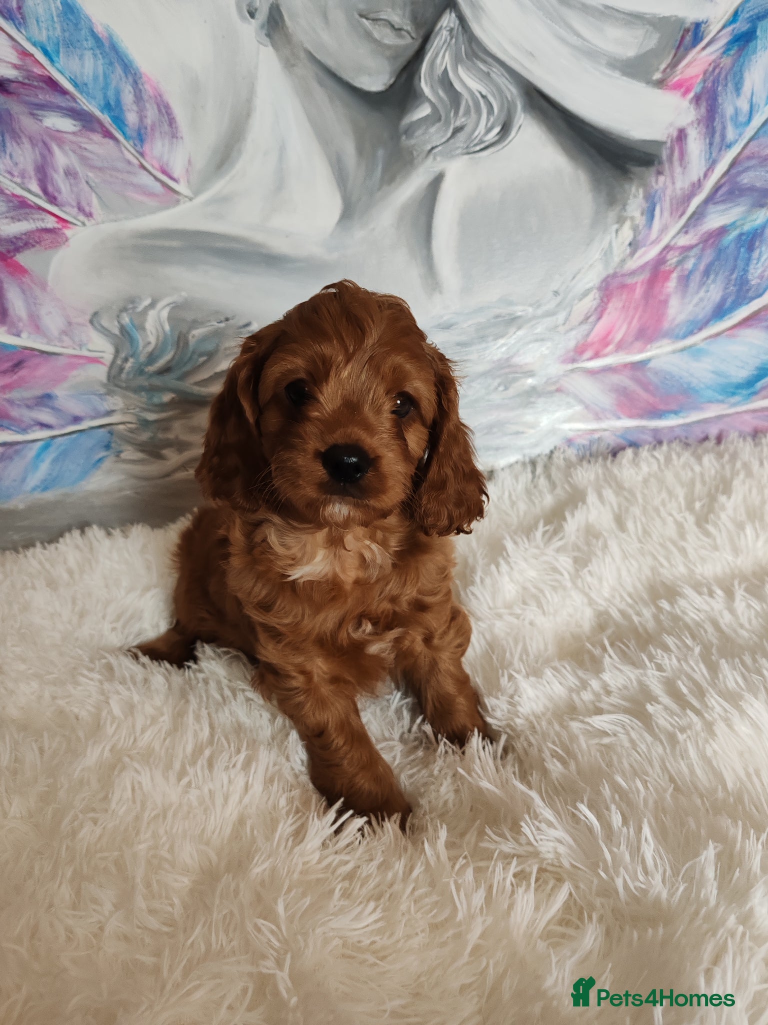 Cavapoo dogs Adorable F1 Cavapoo Puppies for Sale - Advert 5