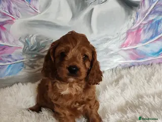 Cavapoo dogs Adorable F1 Cavapoo Puppies for Sale - Advert 6