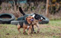 Patterjack dogs for stud: Jack Russell cross Patterdale for stud - Image 19