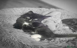 Mixed Breed cats for sale: Adorable 4 Kittens for Sale! - Image 7