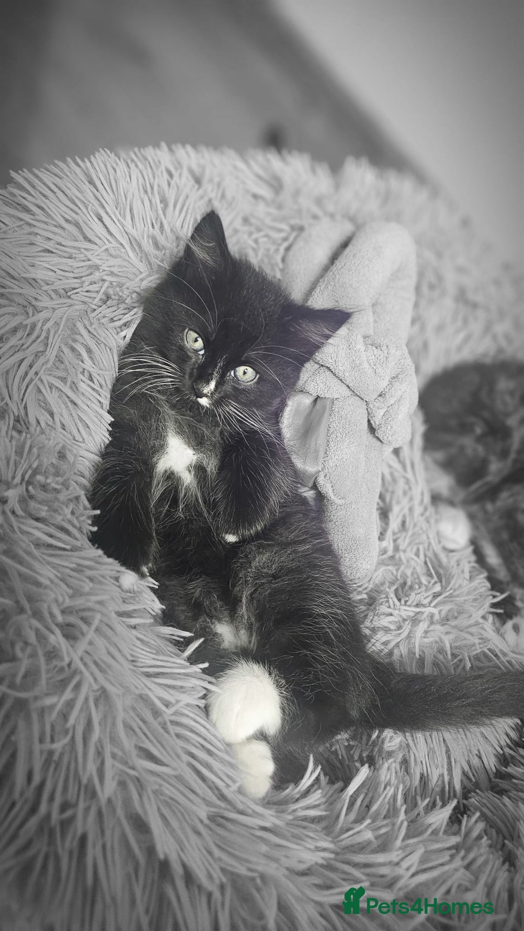 Mixed Breed cats for sale: Adorable 4 Kittens for Sale! - Image 7