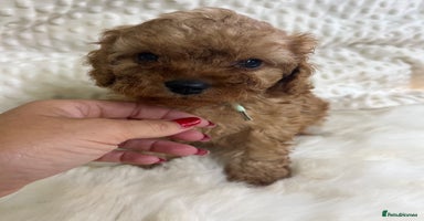 Cavapoo dogs in Brough - Advert 5
