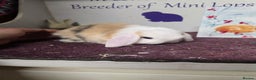 Mini Lop rabbits for sale: 3 Mini Lop boys  - Advert 2