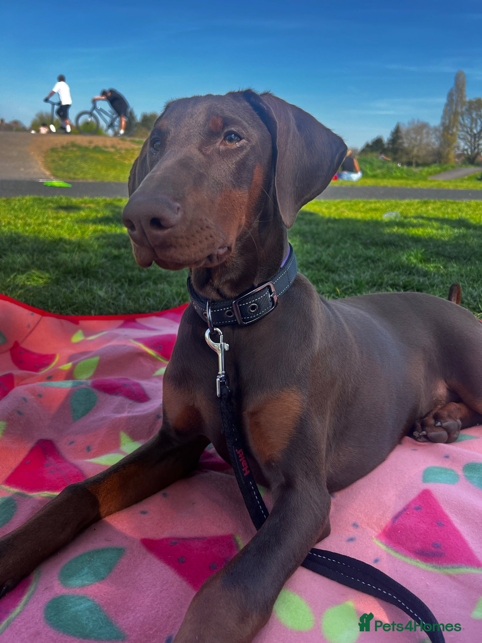 Dobermann dogs Tanned Female 5 month old Doberman  - Advert 1